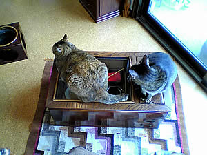 お客様の長火鉢と猫