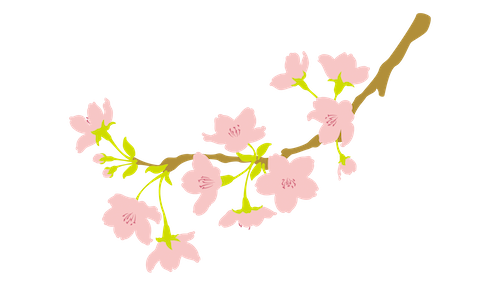 さくら