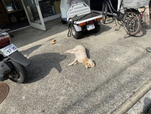 お店の前でヌイグルミと寝るイッヌ
