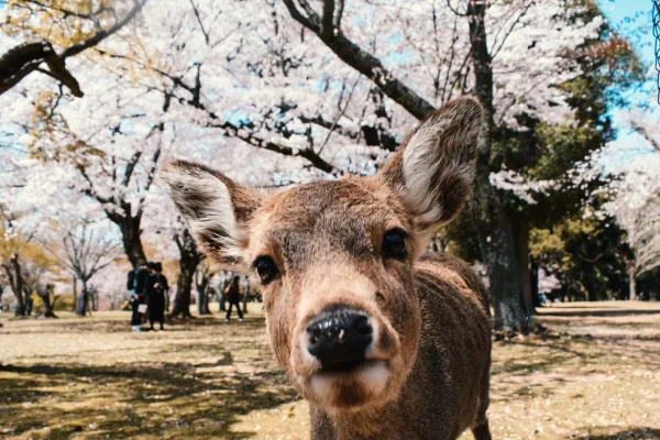 奈良県と鹿